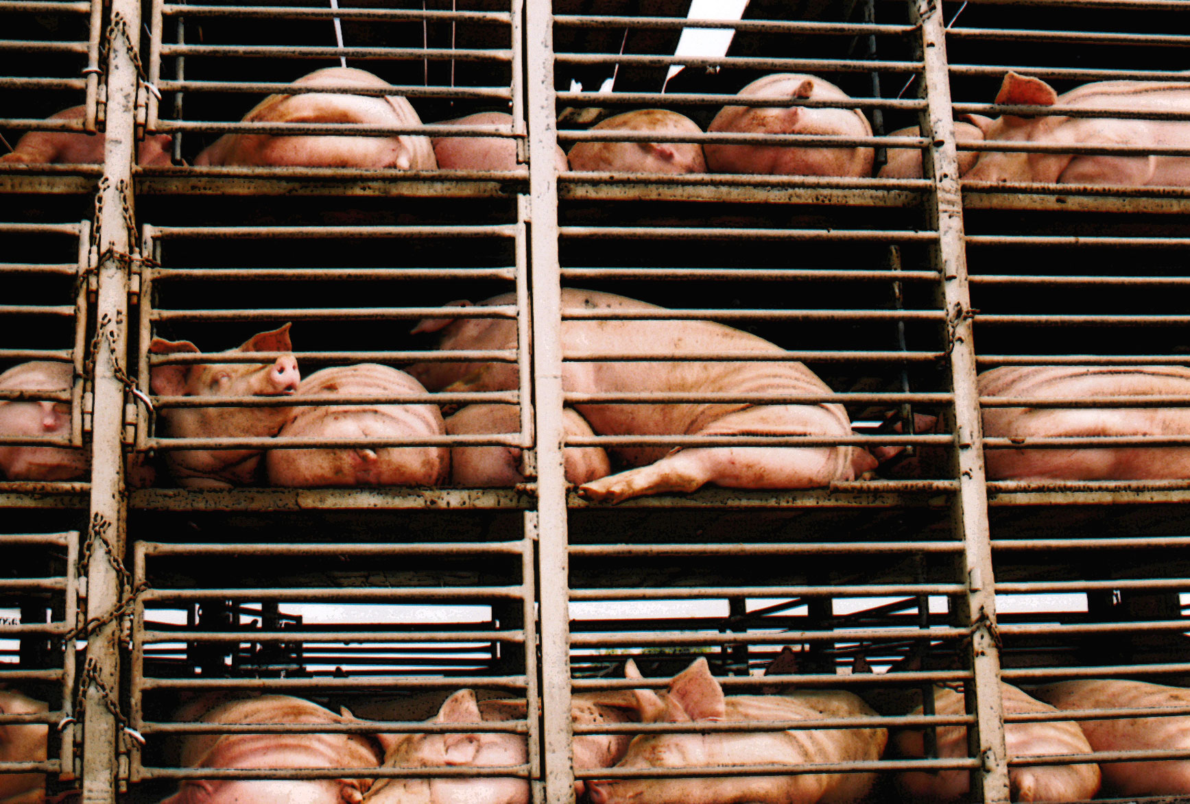 pigs being transported in open-side trailers in china