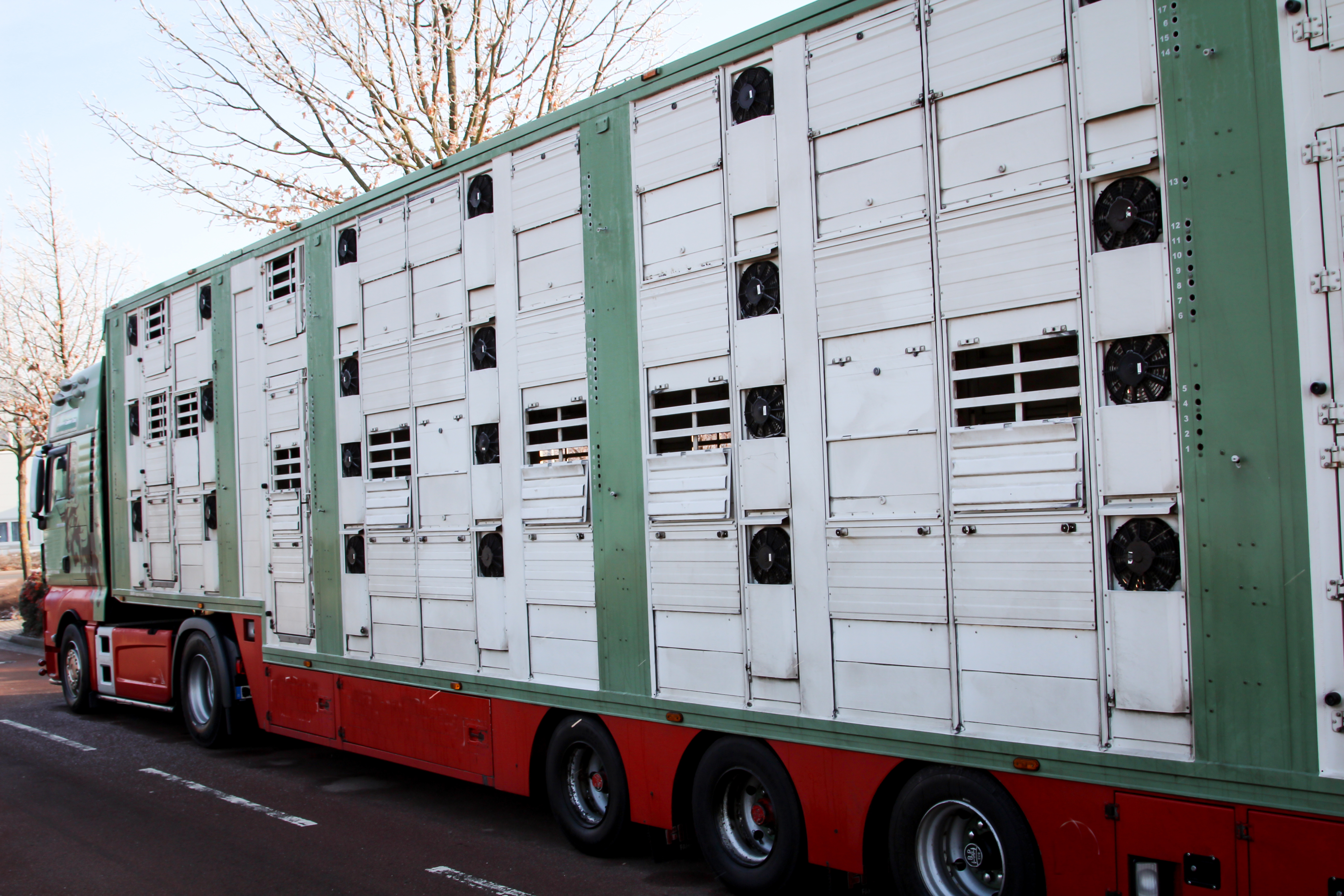 transportation truck carrying livestock