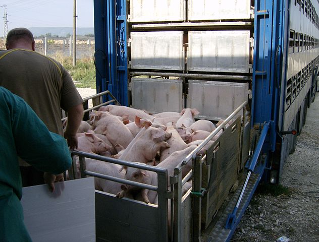 young pigs being loaded onto transportation