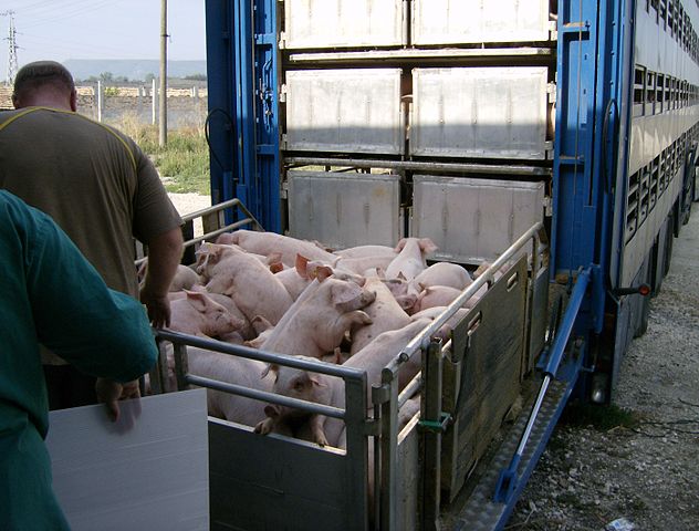 young pigs being loaded onto a trailer