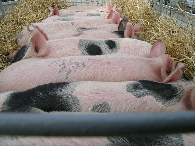 piglets in a transportation trailer