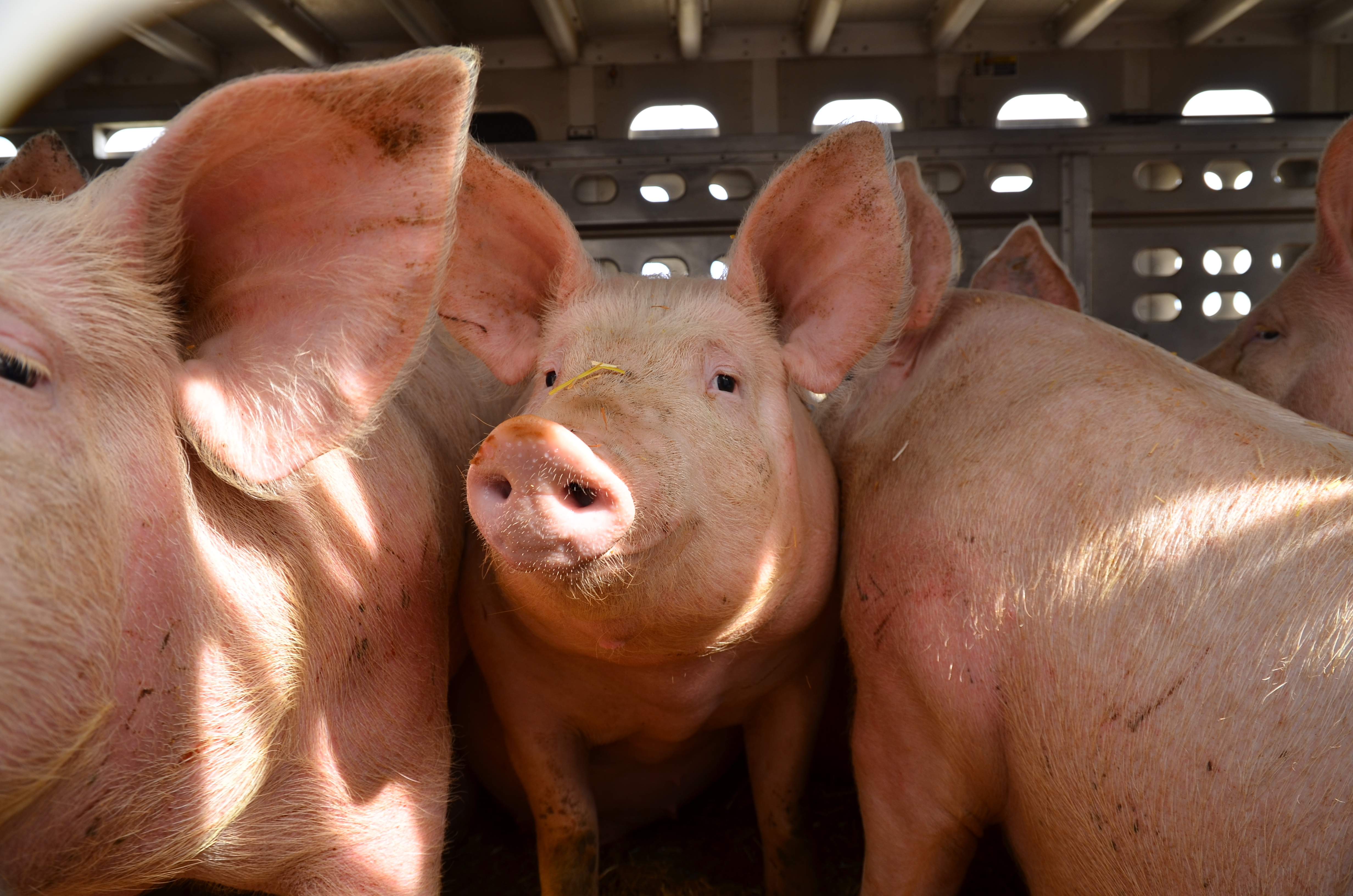 pigs in a truck