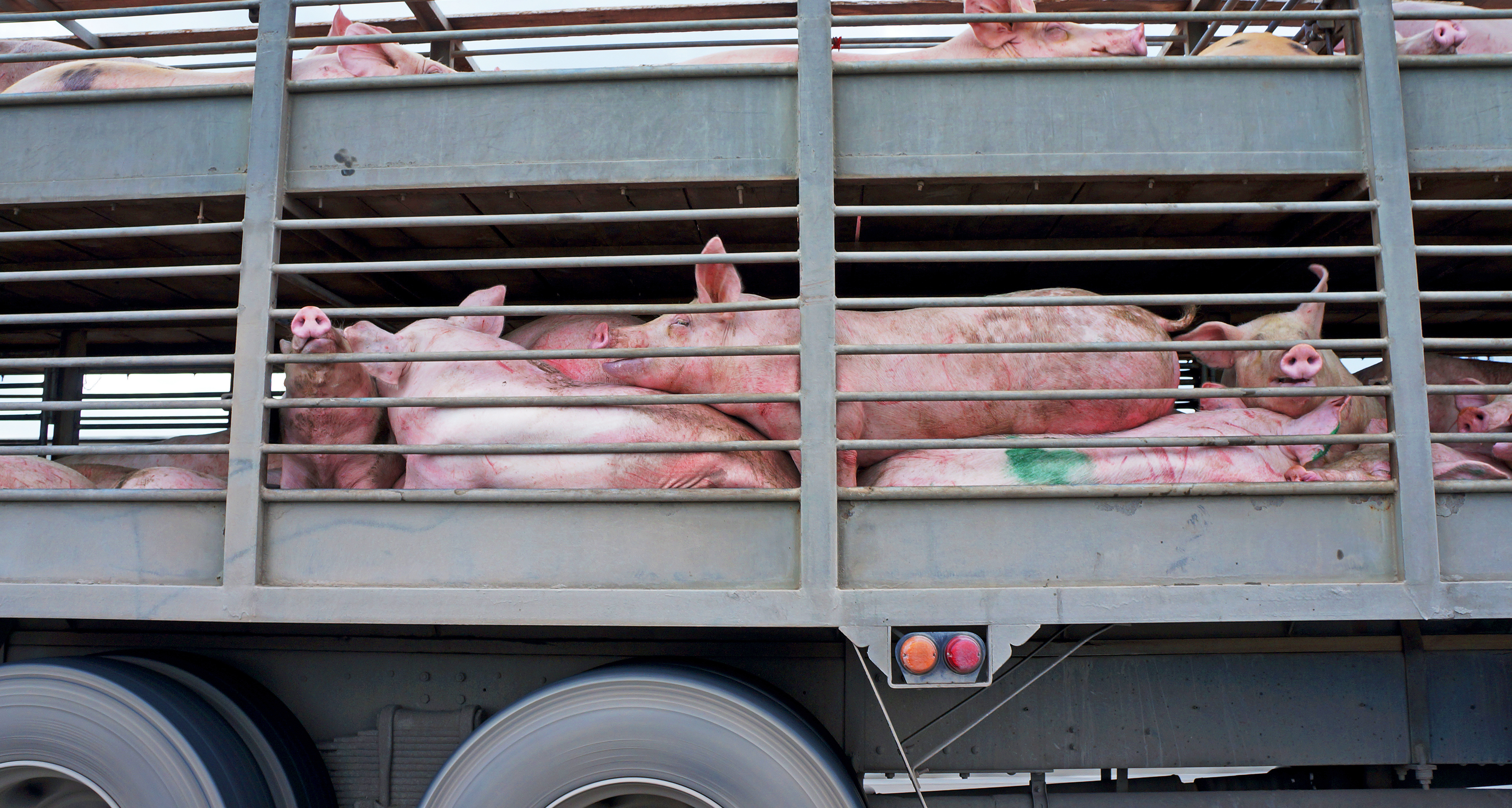 pigs in a open transport truck