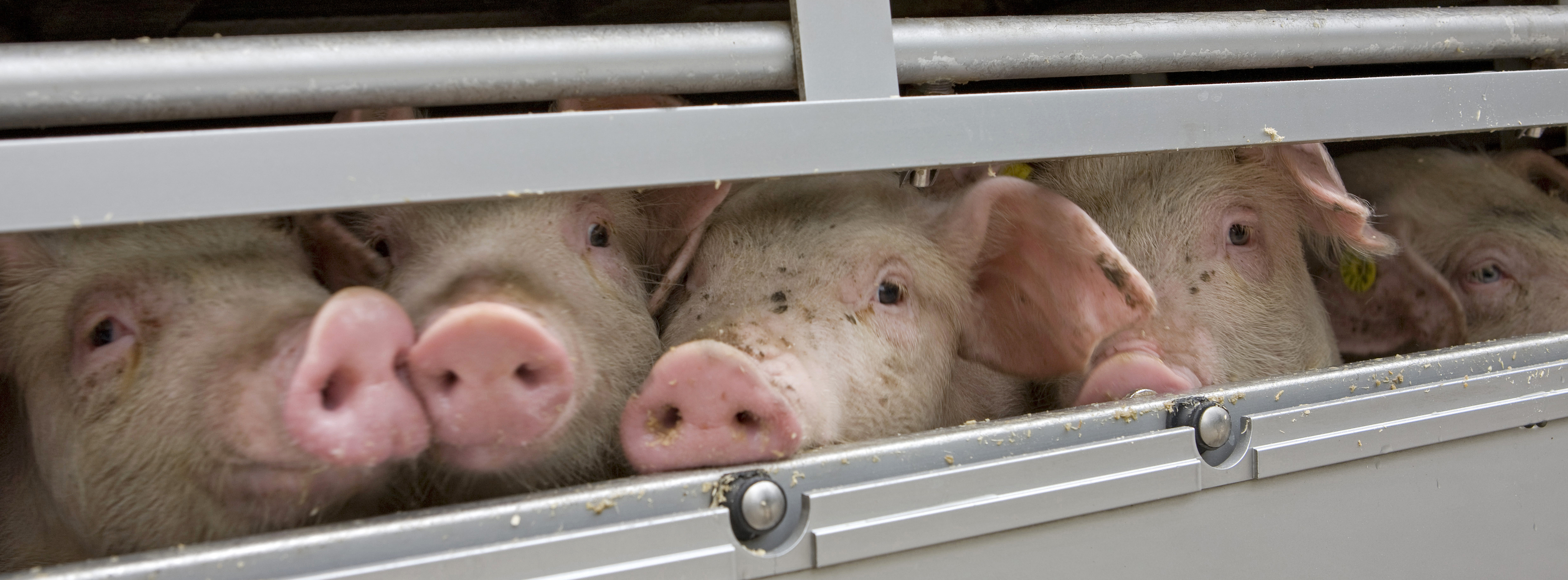 young pigs in transport