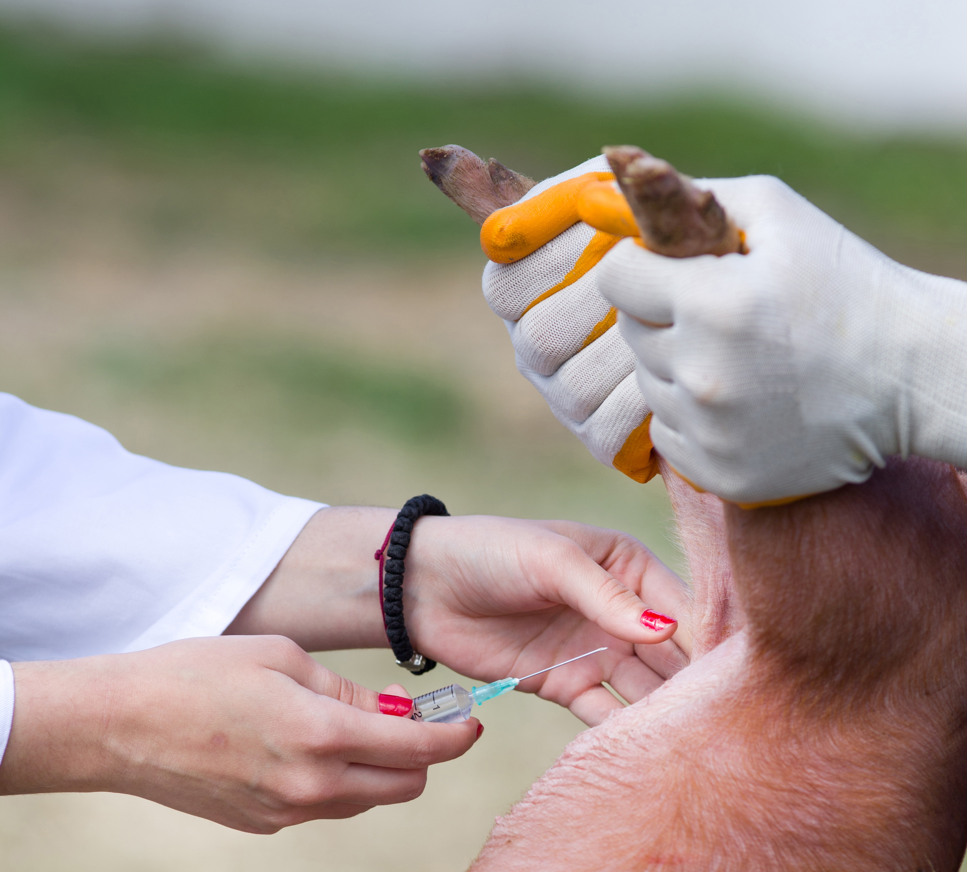 vet administering pain relief to a male piglet being surgically castrated