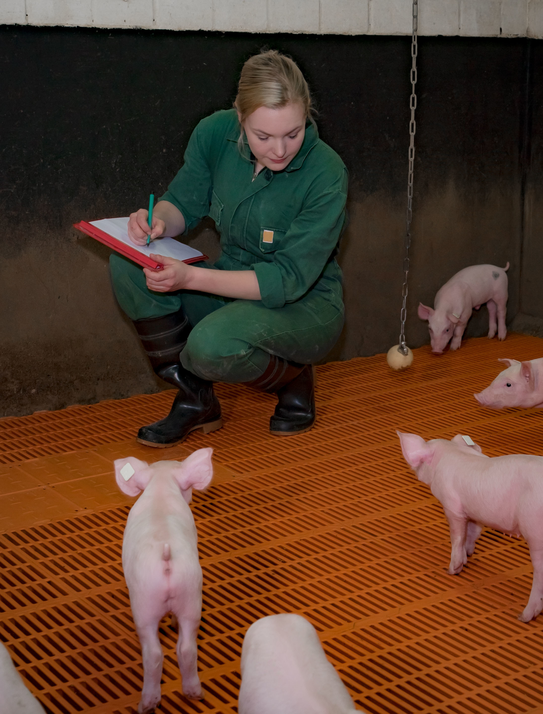 swine vet examining piglets