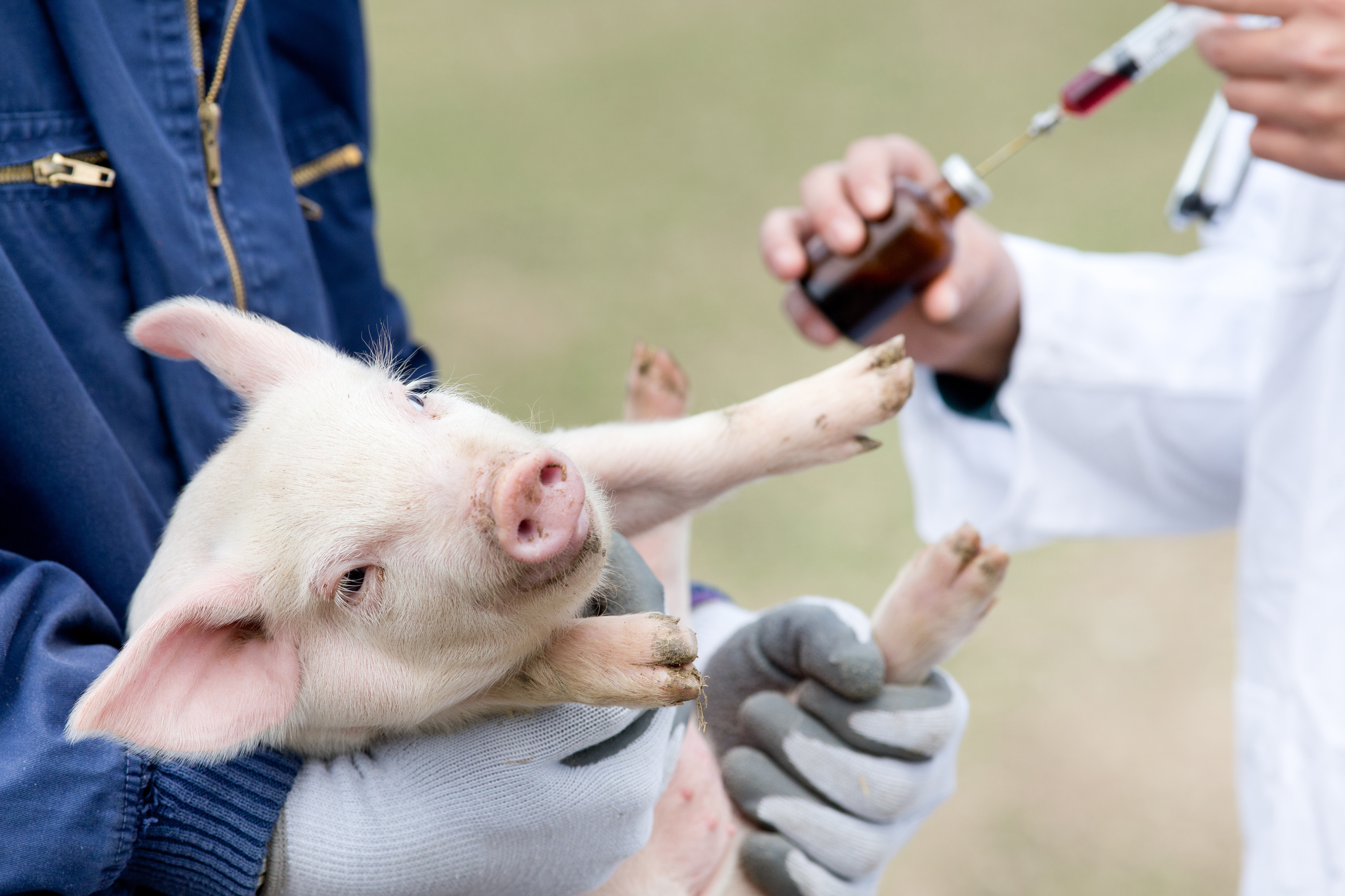vet holding a needle and syringe vaccinating a piglet
