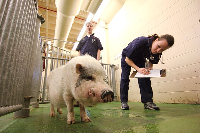 two vets assessing the health of a pig in a swine facility