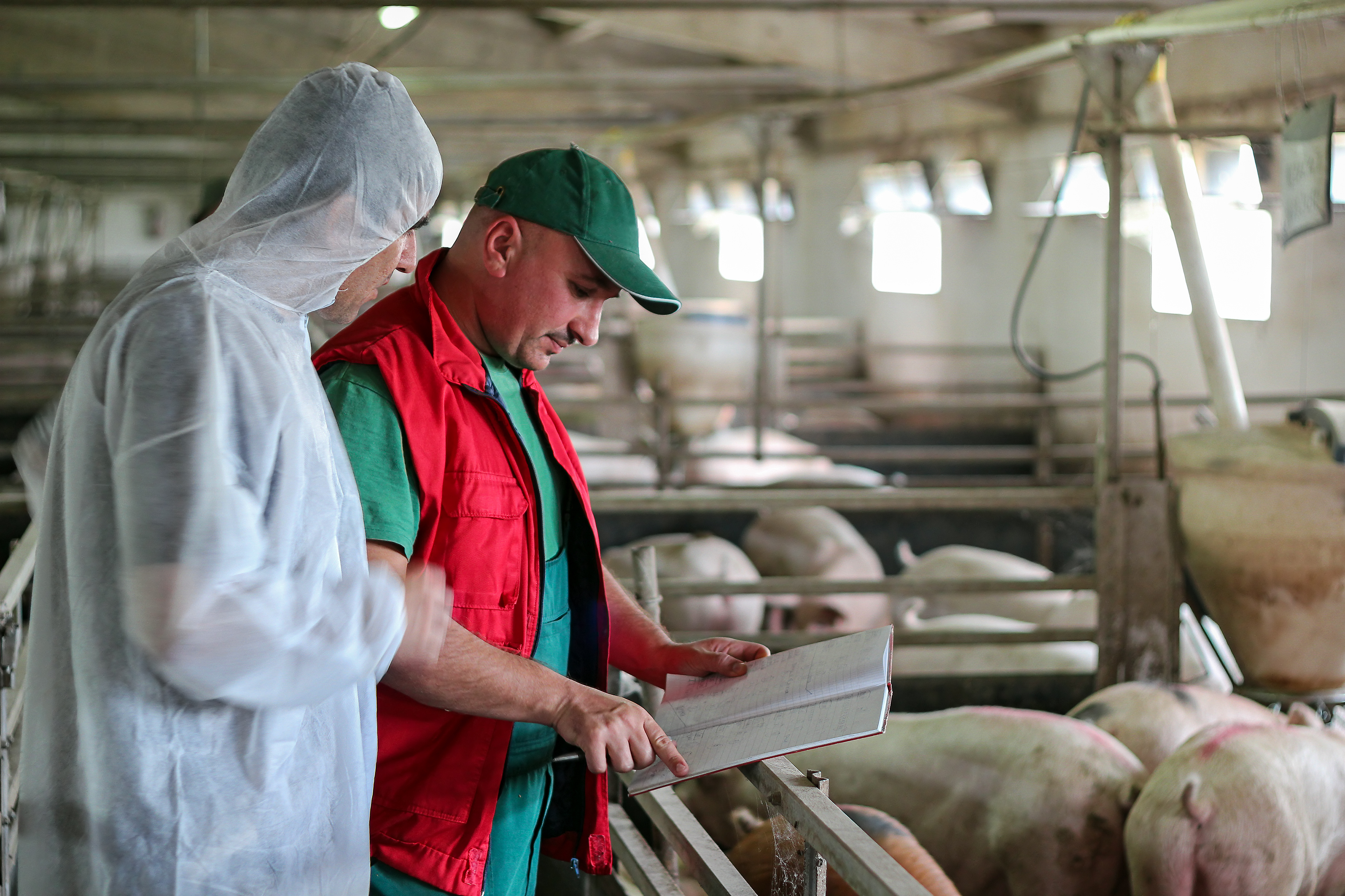 Vet in biosecure boiler suit discusses herd health strategy with pig farmer next to pens of weaner pigs