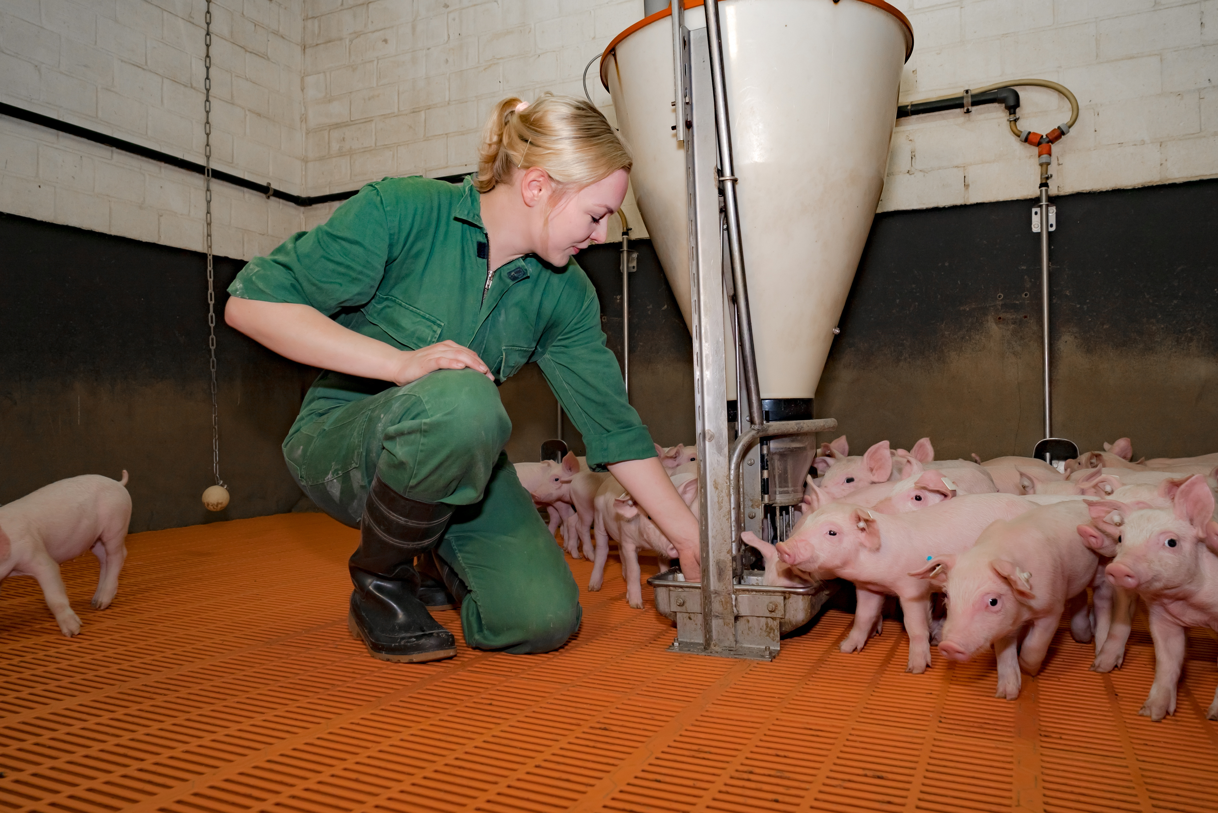 Top producers will focus on providing fresh feed and stimulating feed intake