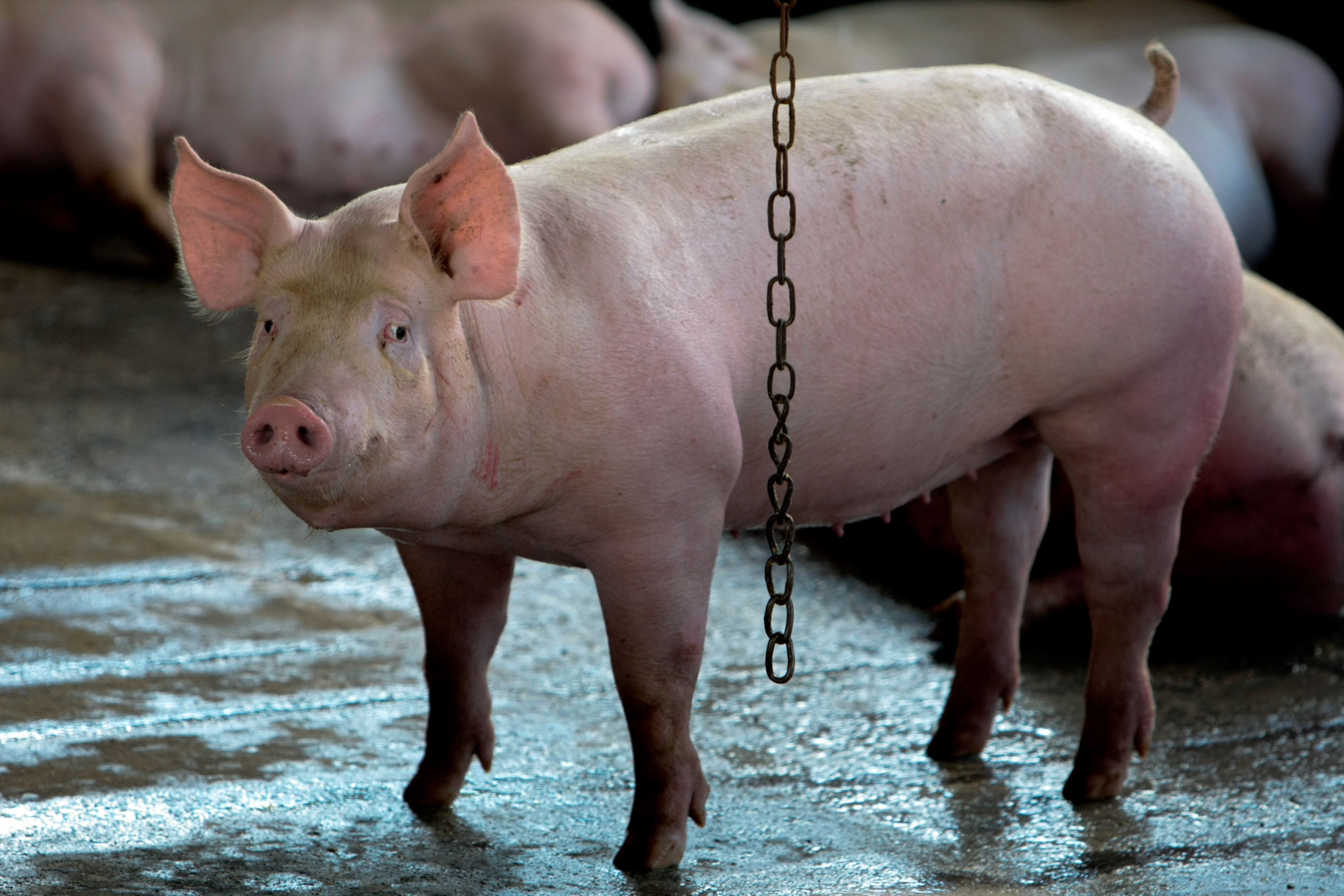 a pig stands next to a chain which is designed as enrichment