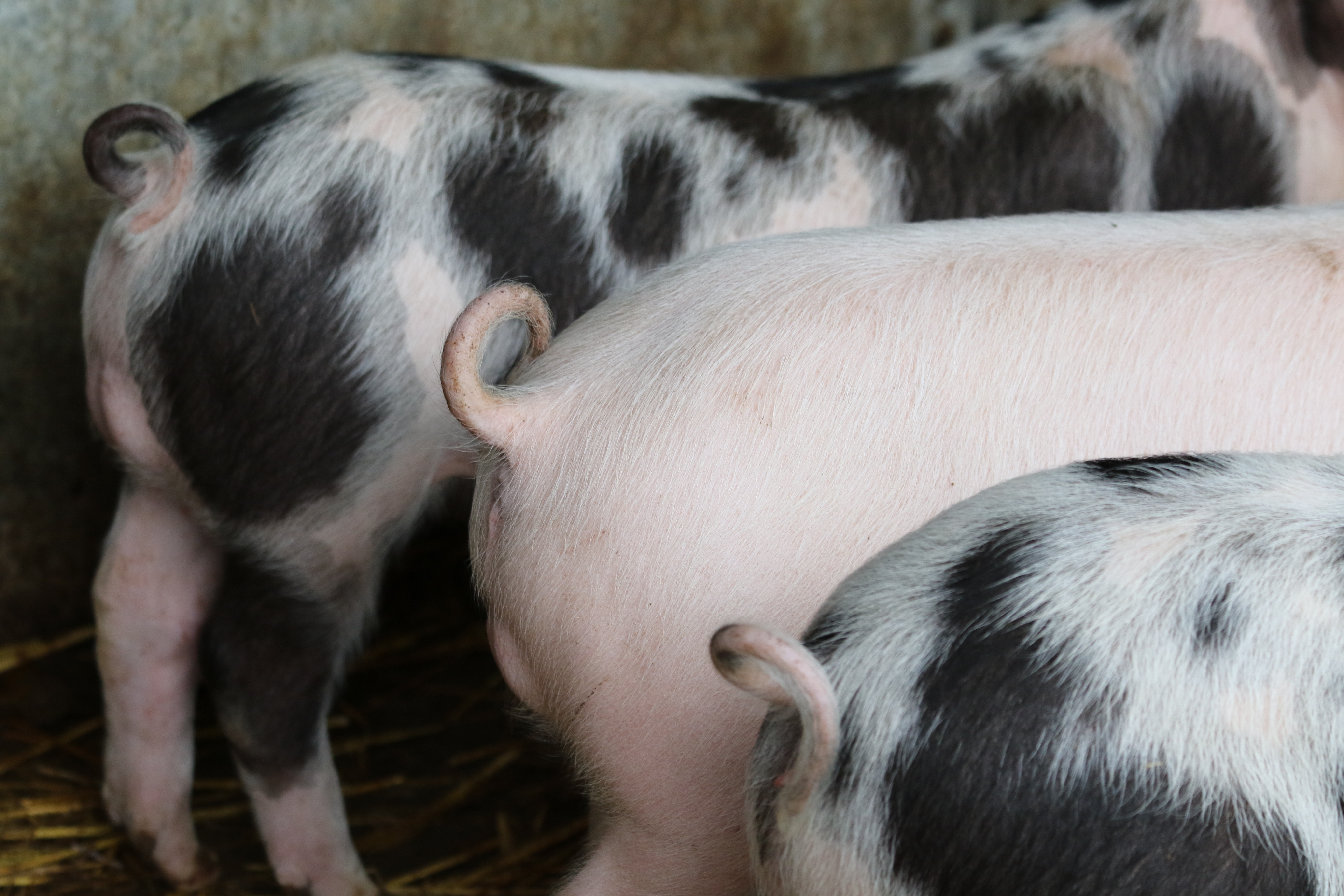 a group of piglets with curly tails standing in a line