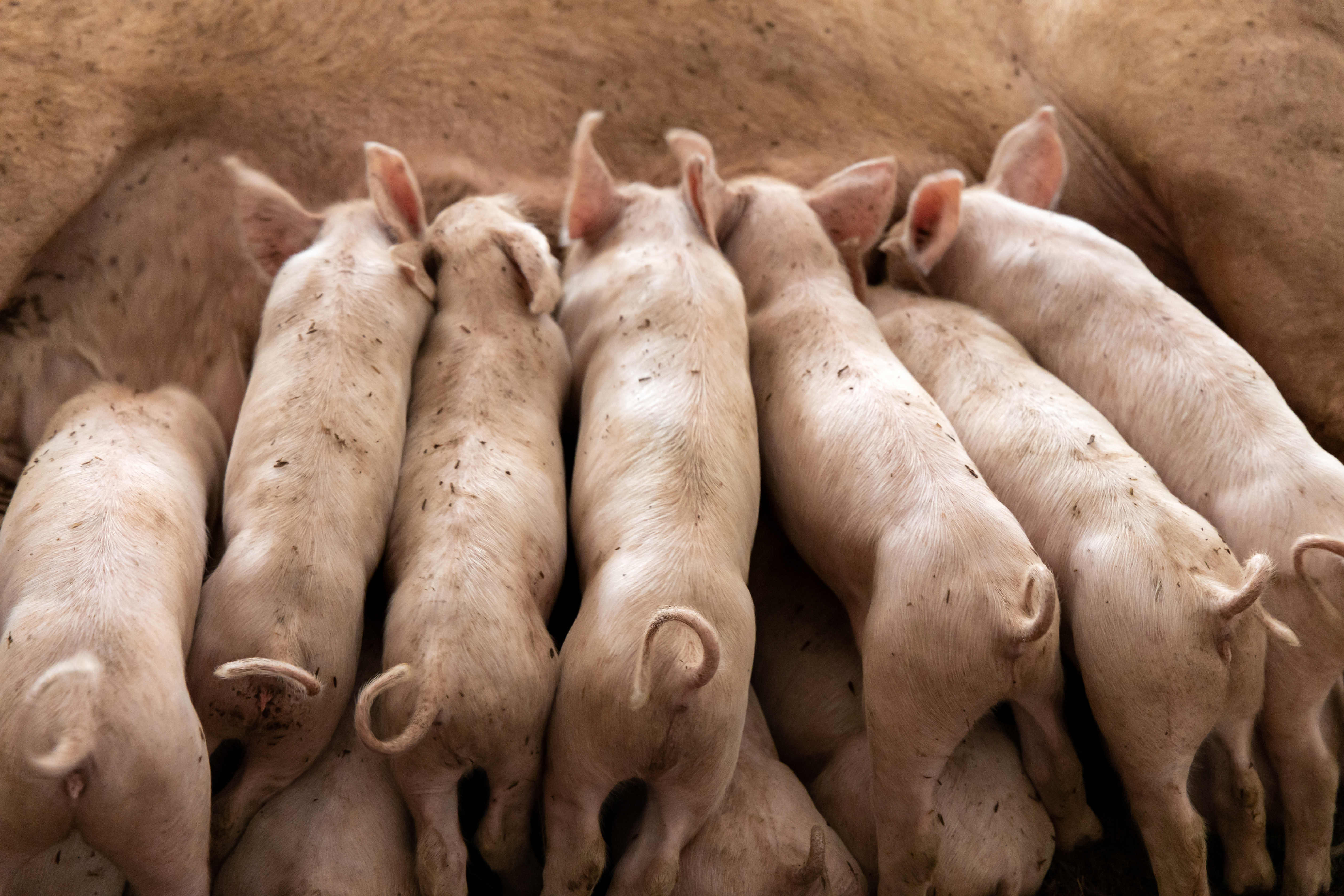 piglets suckling from a sow