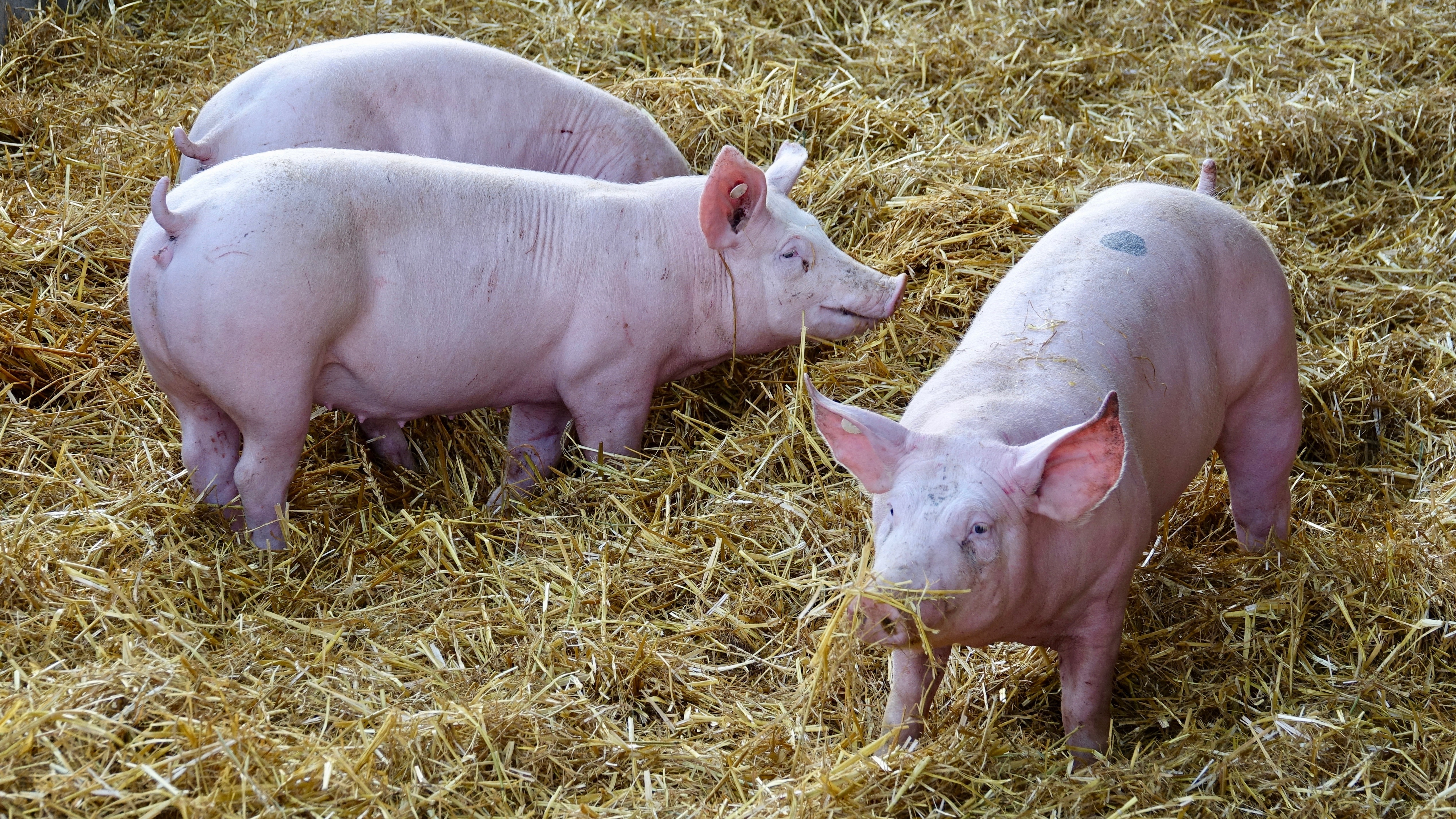 group housed sows in straw