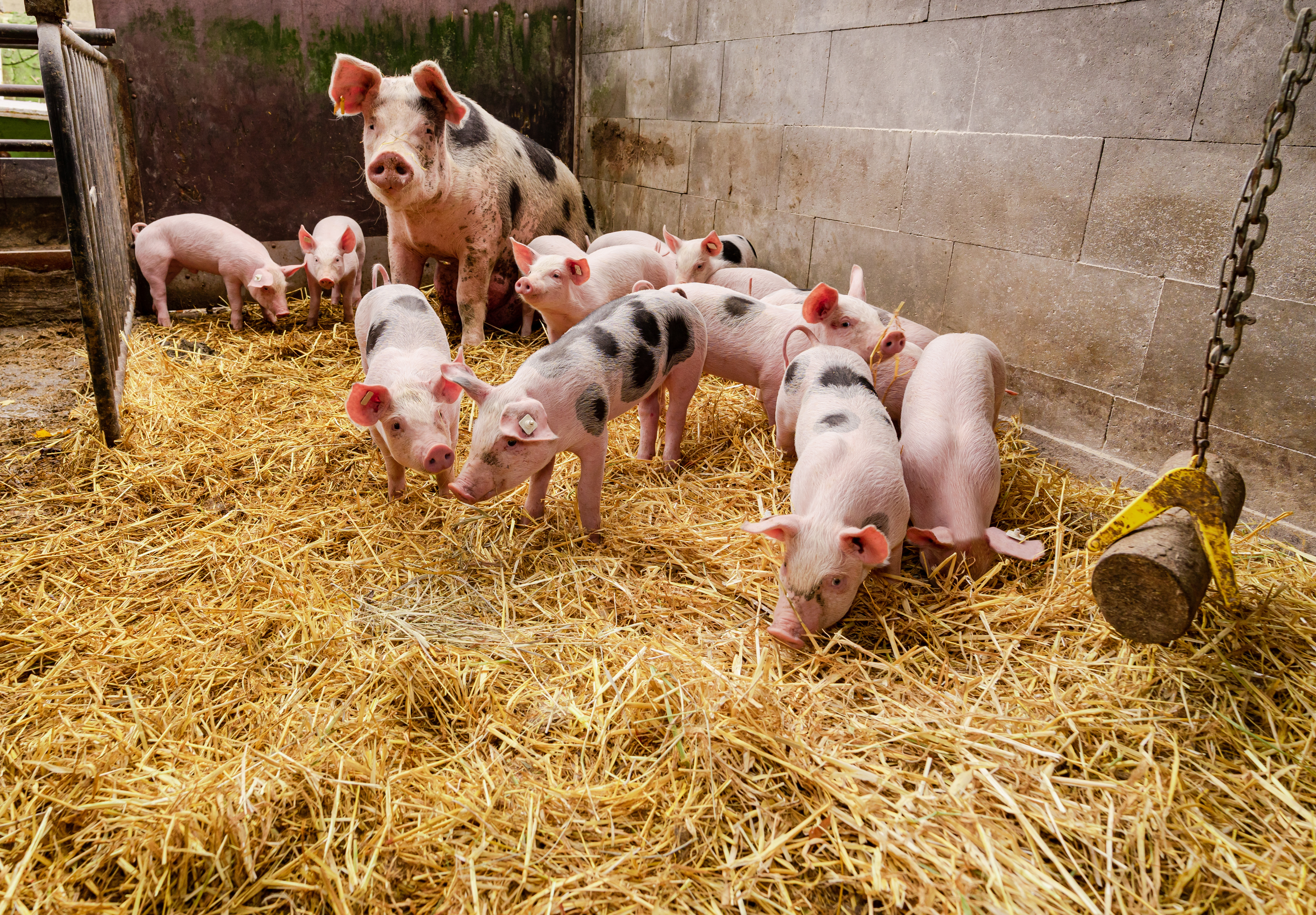 sow and piglets standing in a pen with straw enrichment