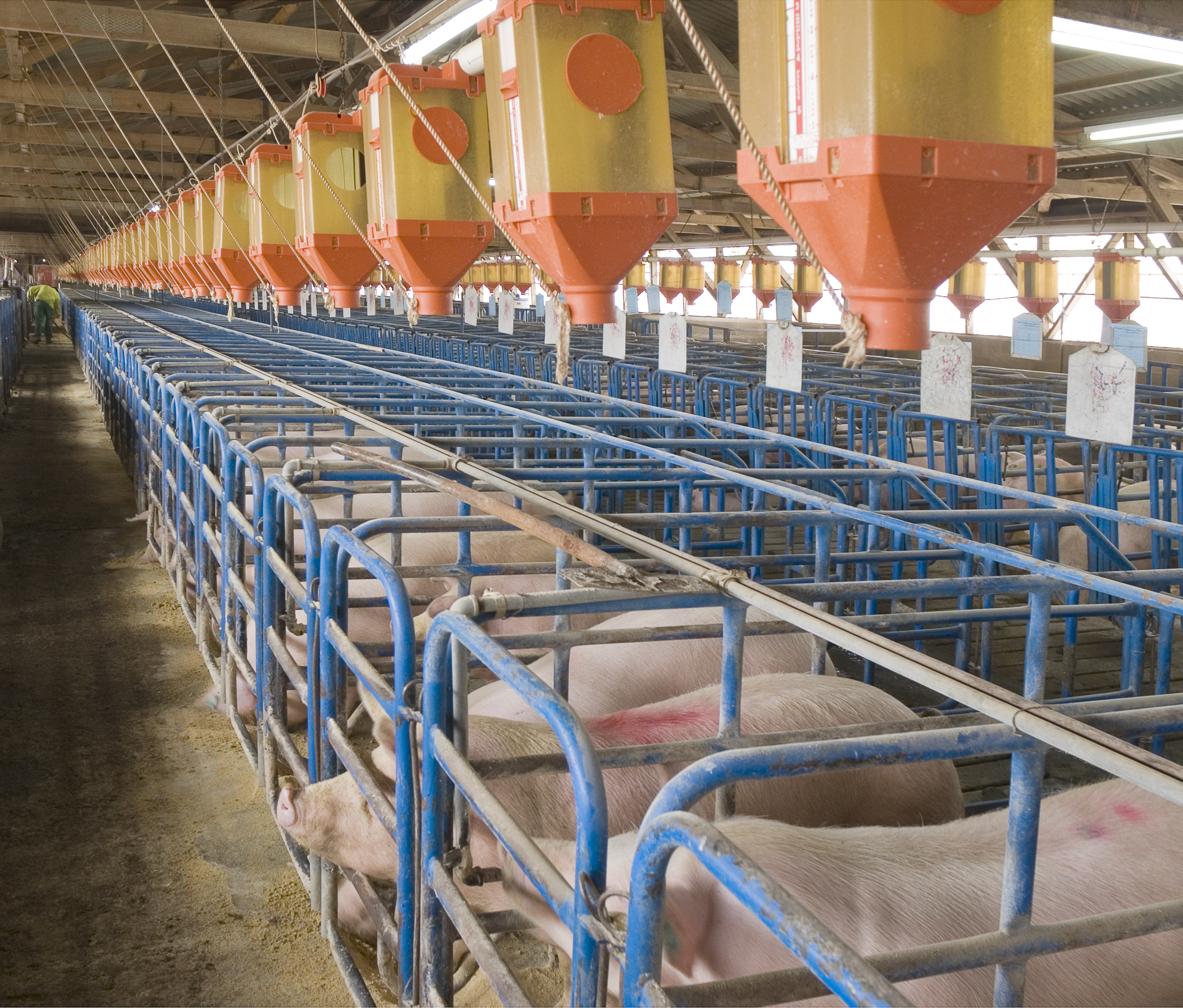 sows in gestation salls indoor housing