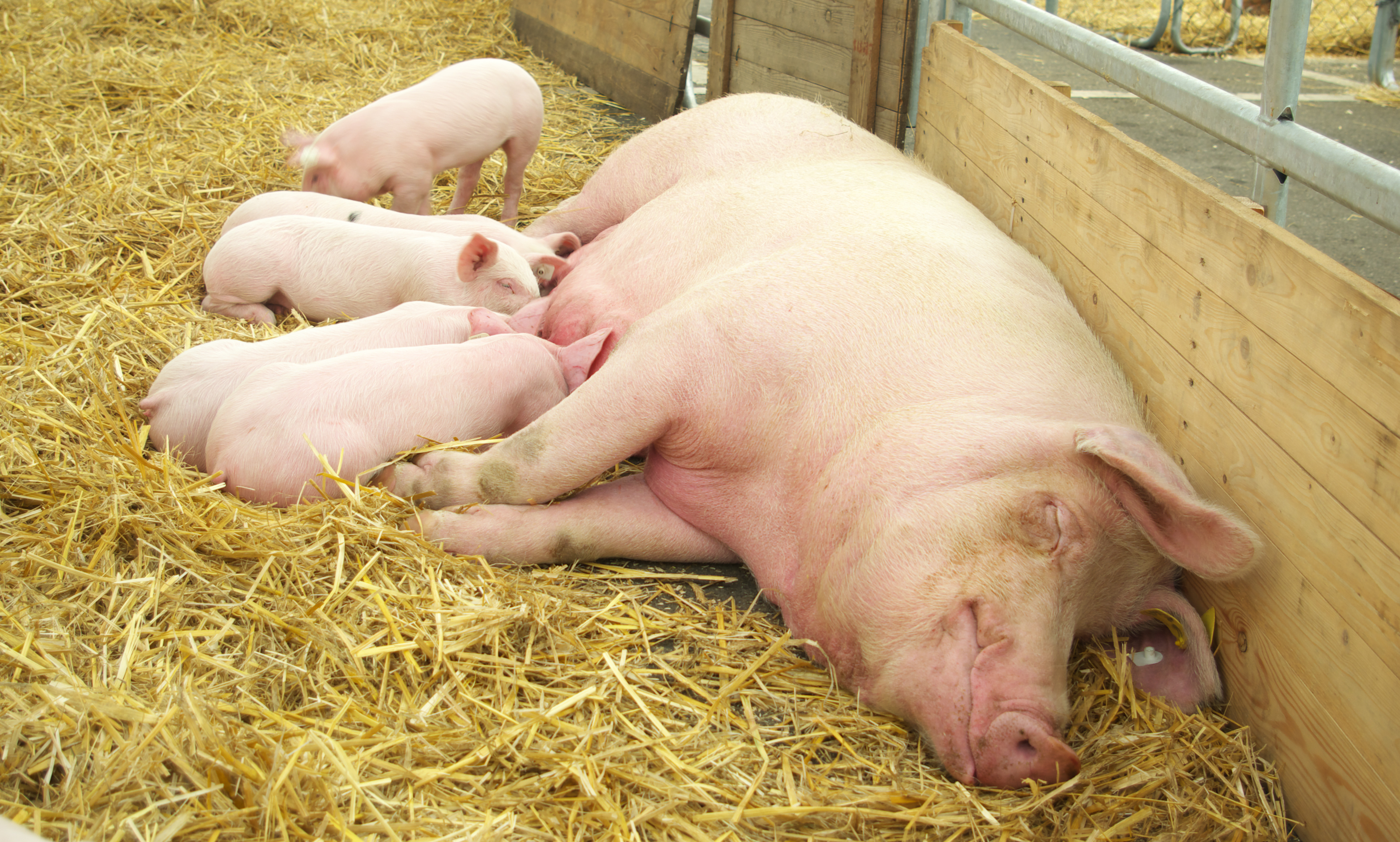 piglets suckle from a sow in an open straw pen