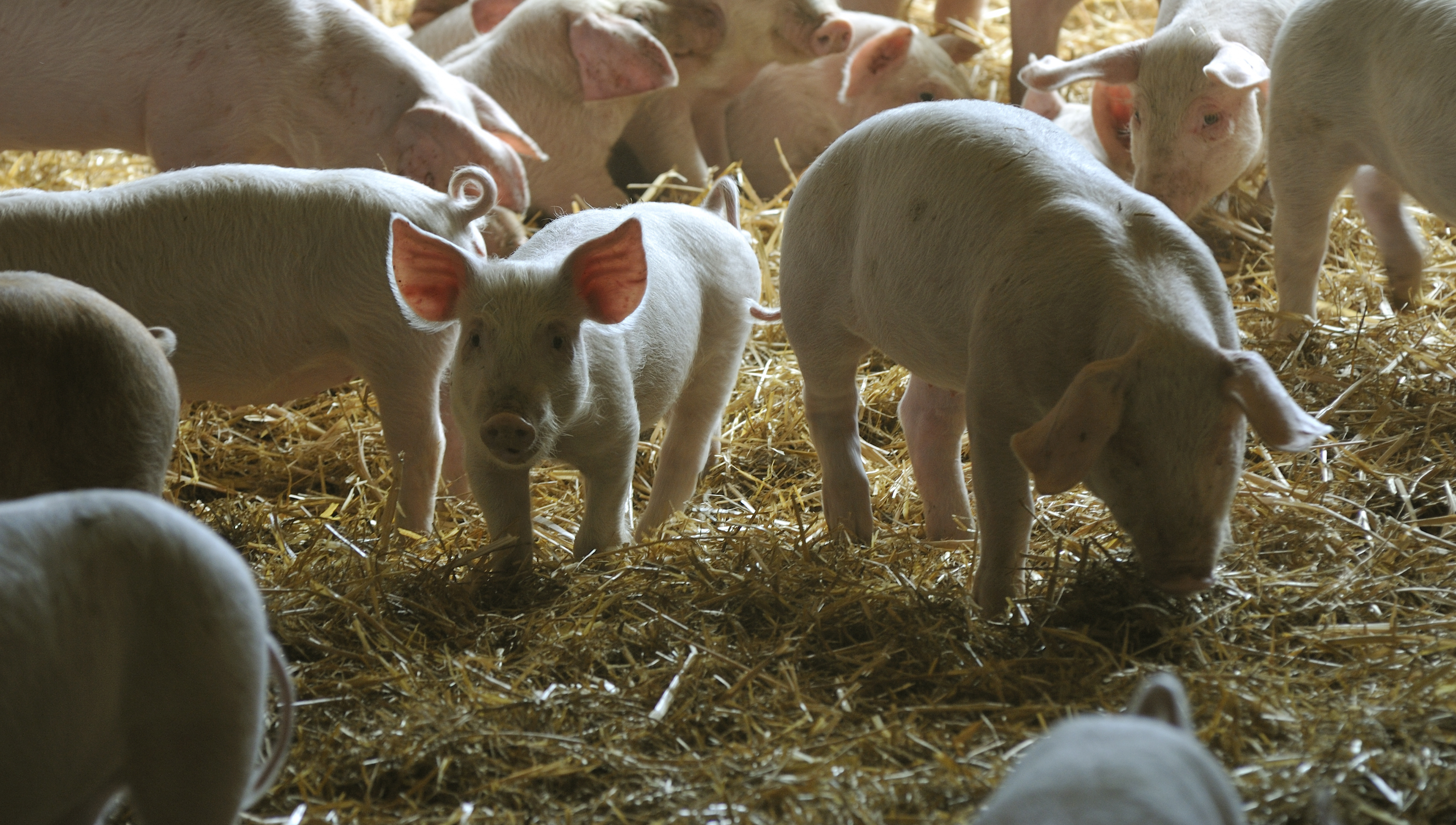 young pigs playing in straw in indoor housing