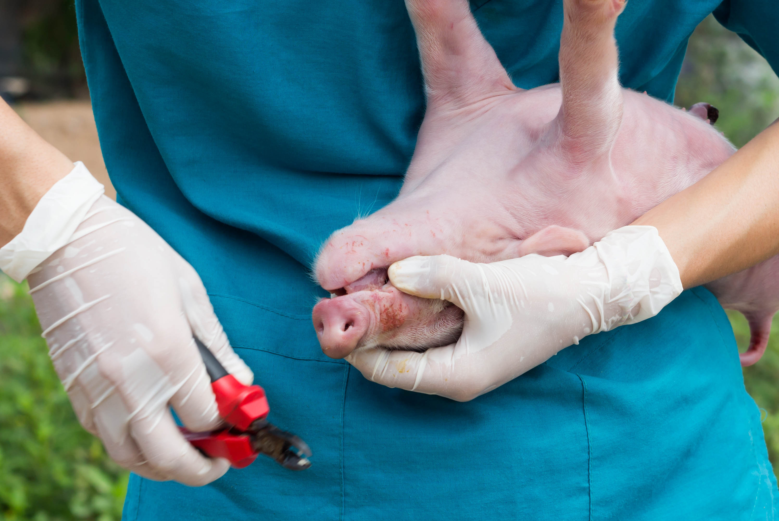 Swine Litter Processing Simulators | ubicaciondepersonas.cdmx.gob.mx