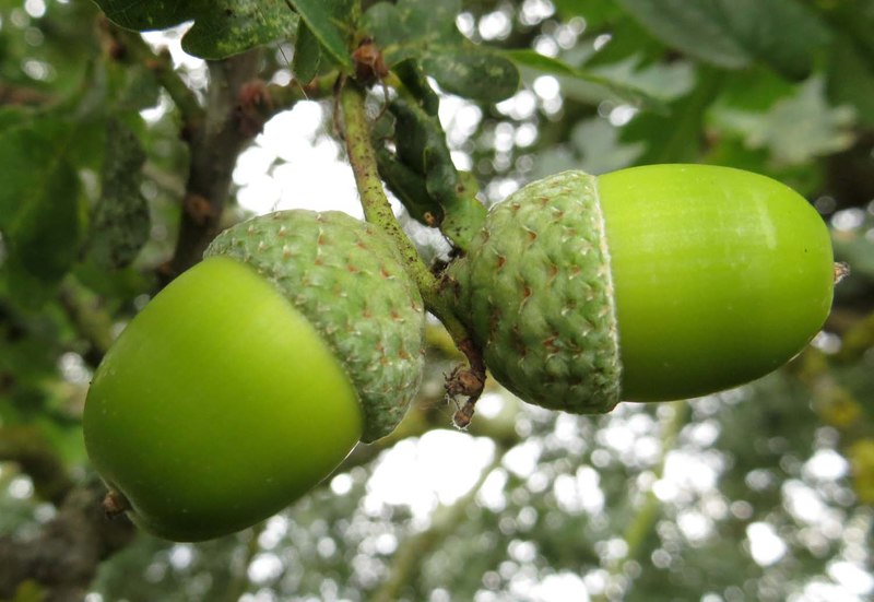 Occasionally outdoor pigs may become ill after eating young oak leaves or green acorns. There is no treatment for acorn poisoning but pigs should be removed from the source immediately.