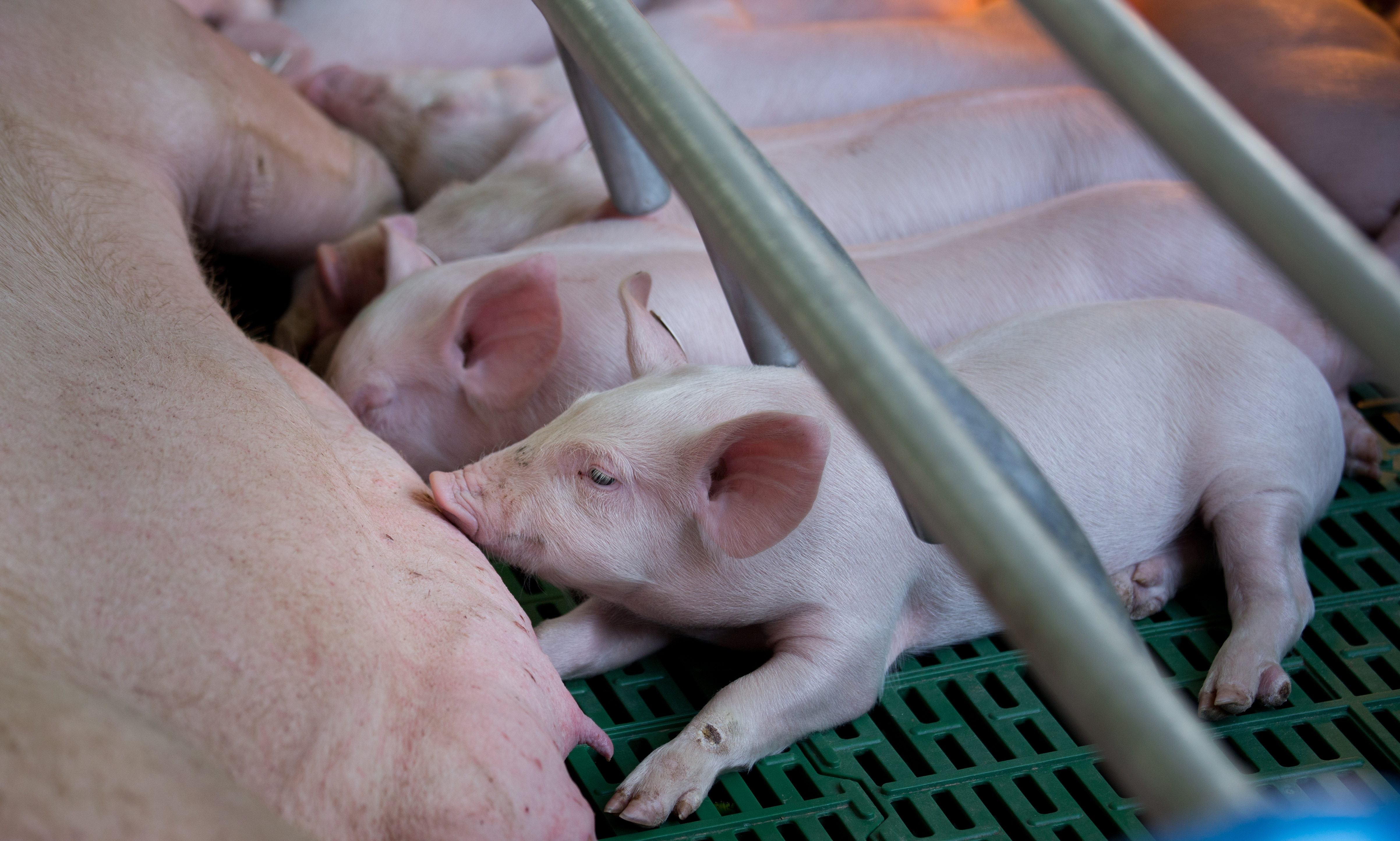 Young piglets in a stall nursing