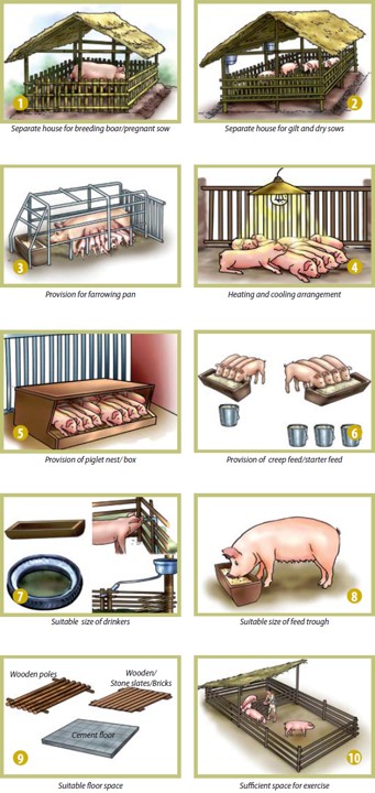 the elements required for good pig housing based upon recommendations by the FAO for pig producers in Vietnam