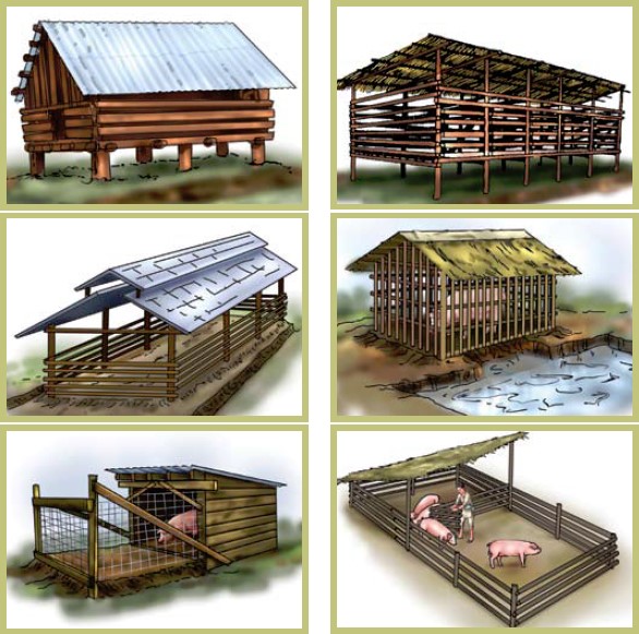 types of pig housing and positioning based upon recommendations by the FAO for pig producers in Vietnam