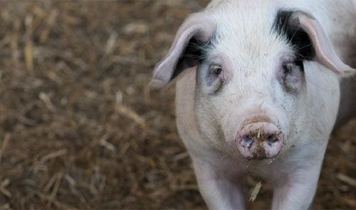 sustainable pig production,forage, the pig site