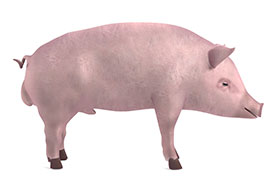 Boar taint, immunosupression of boar taint, the pig site