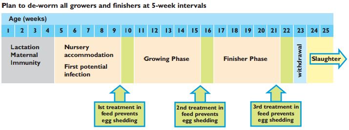 Importance of Regular Worming in Pigs | The Pig Site