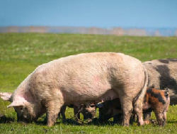 outdoor sow piglet pasture