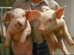 weaner pigs University Illinois