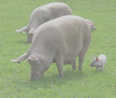 outdoor sows piglets Australia WA DPI