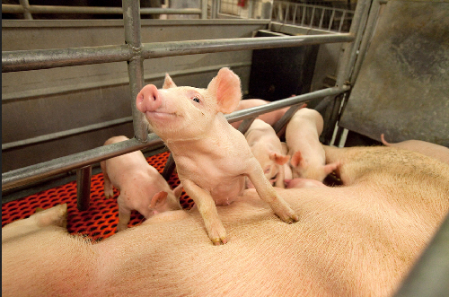 sow with piglets USDA ARS