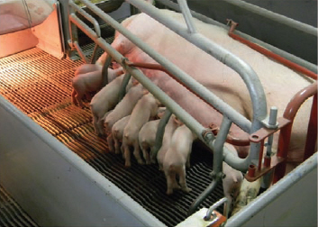 Prairie Swine Centre