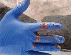 example of bloody scours caused by swine dysentery