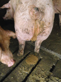 pig suffering with scours or diarrhoea
