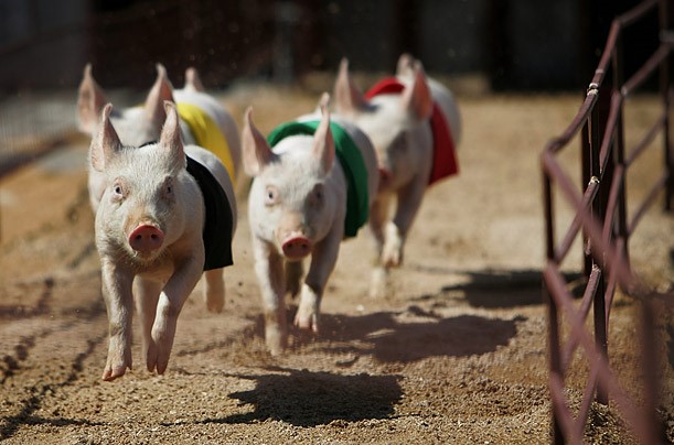 10-surprising-facts-about-pigs-the-pig-site