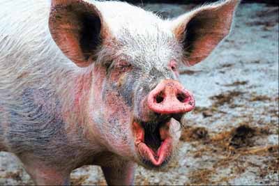 10 Surprising Facts About Pigs | The Pig Site