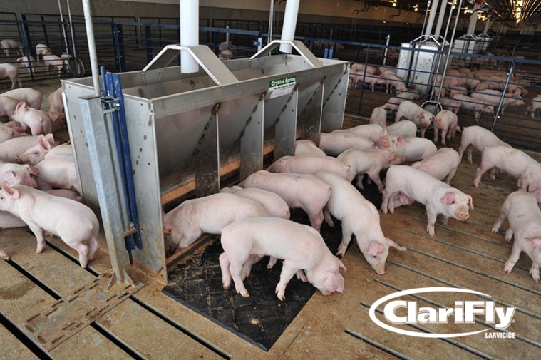 ClariFly® Larvicide Controls More Fly Species on More Animals