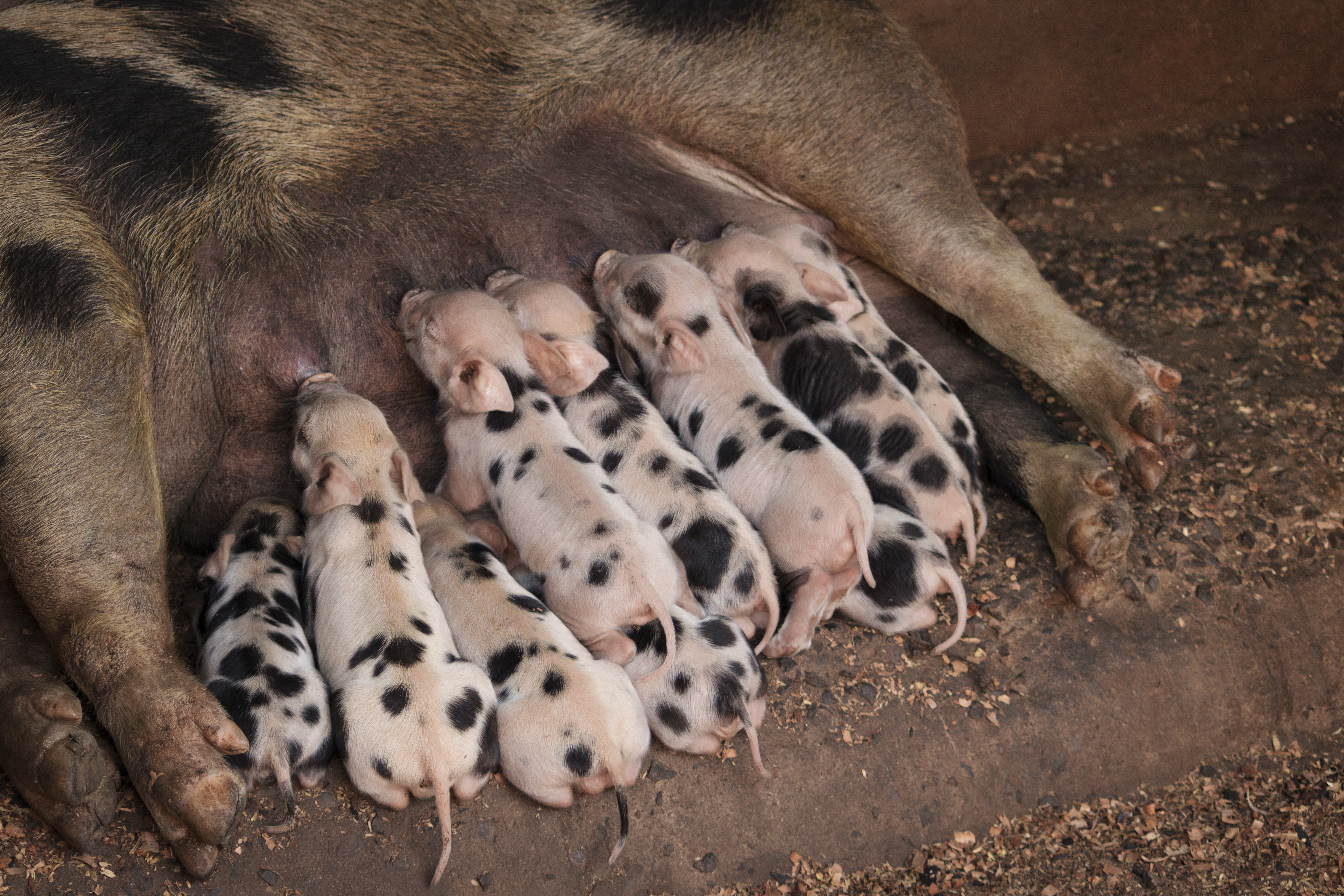 Brazil wraps up Vintage Swine Fever vaccination marketing campaign in Alagoas