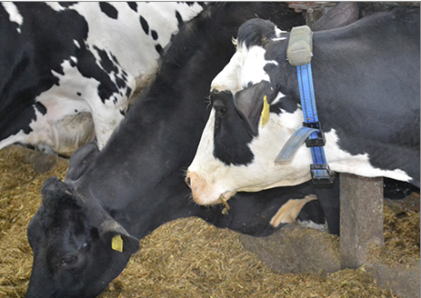 dairy cow tracker collar Writtle College