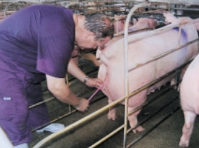 sow insemination ASIC