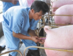 sow insemination ASIC