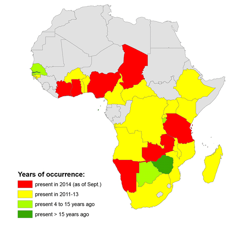 African swine fever in Africa FAO