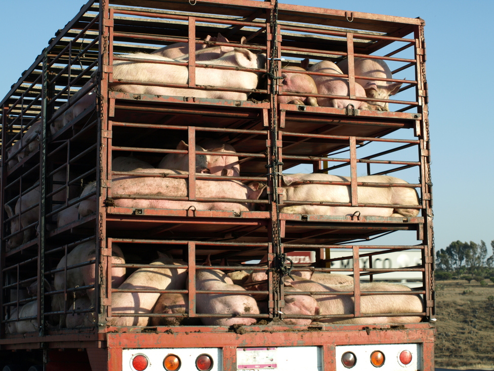 Pigs headed to slaughter