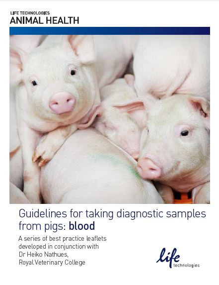Blood Sampling in Pigs