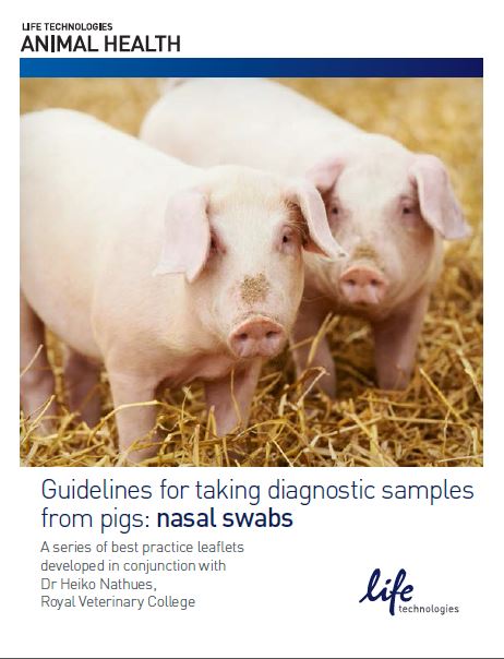 Nasal Swabs for Pigs