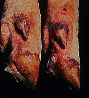 Foot and Mouth: Underside of feet