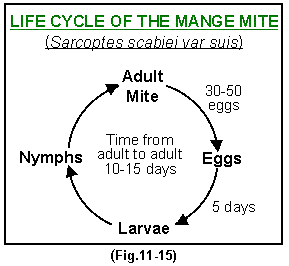 Mange - Fig.11-15